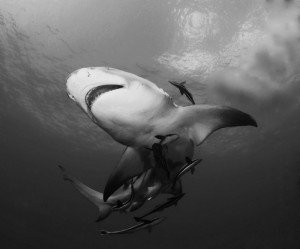 Lemon Shark by AlKok albert kok