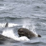 Long finned pilot whale Credit Bill Thompson USFWS