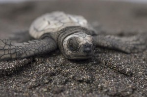 green sea turtle hatchling 000007 Michael Carey