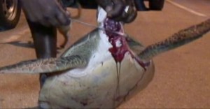 a green turtle being slaughtered