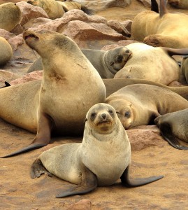 Cape fur seals by Mindy McAdams - macloo on Flickr - Cape Cross Namibia 2010