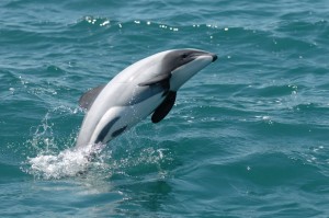 Hectors sideflop male  thanks to Liz Slooten Otago University