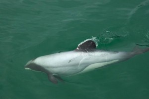 Maui dolphin my pace