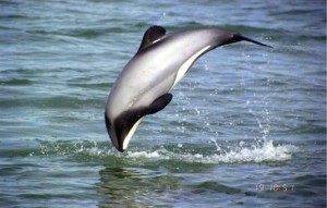 Maui dolphin myspace