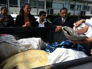Trinidad and Tobago Government Ministers meet rescued sea turtle photo Stephen Broadbridge