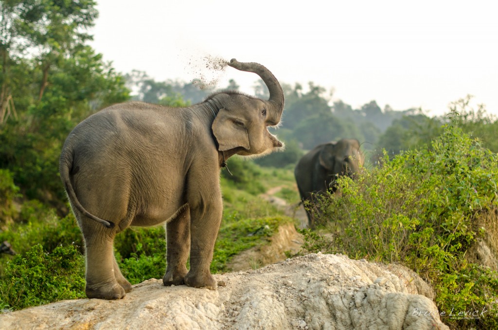 Sumatran Elephant