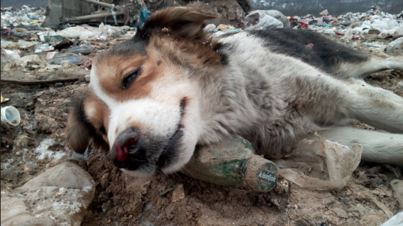 Dogs are increasingly abandoned in the streets at families struggle to feed them. 