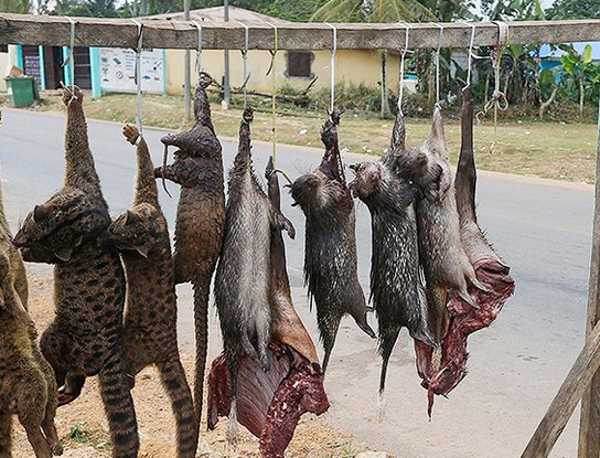 Bush Meat on Sale in Equatorial Gunea 