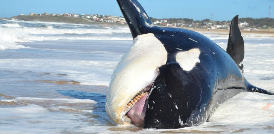 Tagging Orca and Sharks can lead to their death by Bacterial and Fungal Infections
