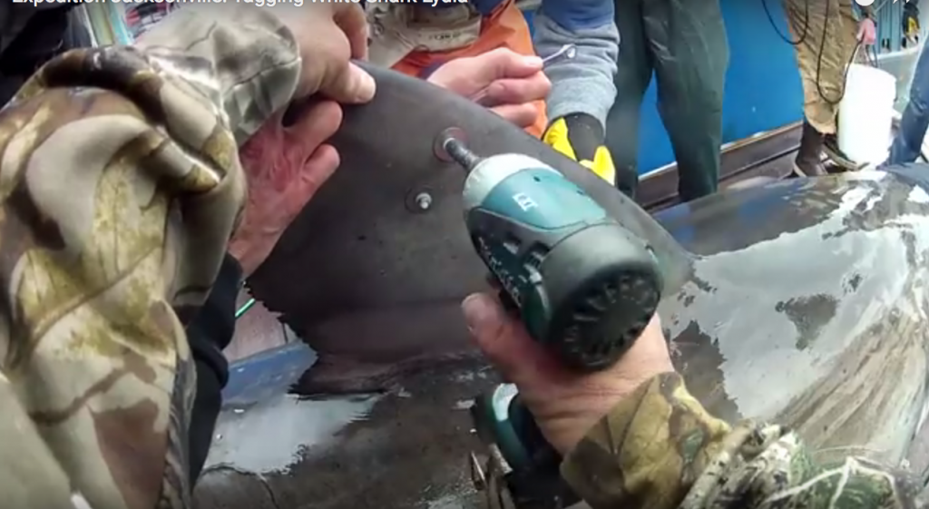 Tagging Sharks and Orca is a brutal Process