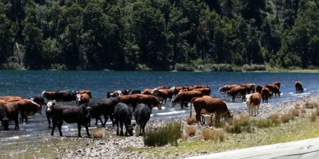 Cattle access to waterways is a major contributor to Degradation of Fresh Waters.