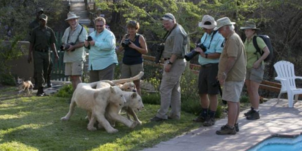 Tourists Playing with White Lions at Lion Tree Top Lodge