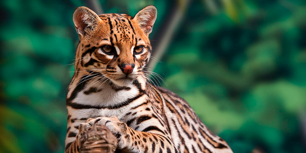The Ocelot would likely become extinct in New Mexico if the proposed wall goes ahead