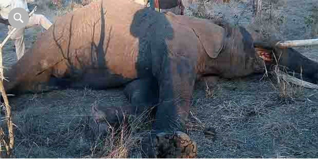 The elephant called Mbanje, which translates to Cannabis, was shot dead after it was deemed he was still in a state of rage and was a danger to the public. 
