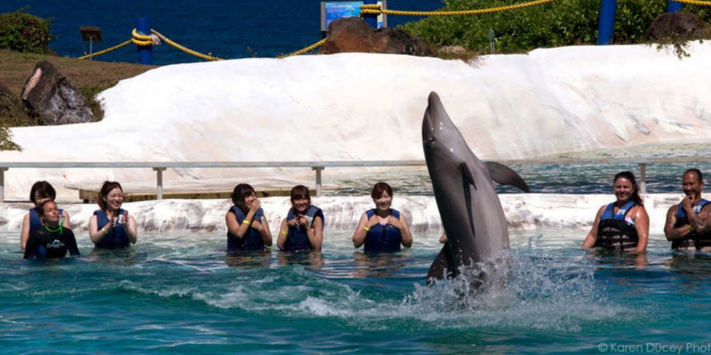 This Six Flags Amusement Park is to close its Dolphin Shows in Mexico