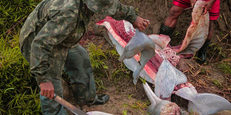 Pink dolphin are increasingly hunted for catfish bait