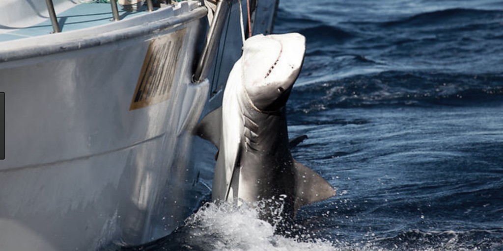 South Australia's Shark Cull has been widely ridiculed by Scientisits