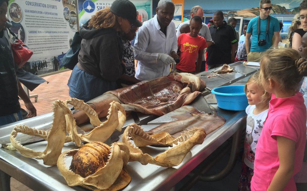 The Natal Shark Bord displays dead sharks to School groups and the public to try and justify their shark cull program