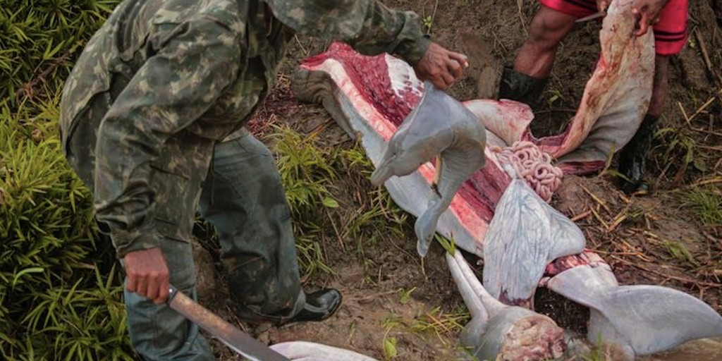 Pink Dolphin are hunted and used for bait to catch catfish