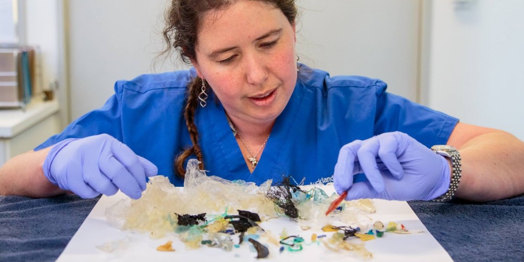 Sadly after 13-days of intensive care, a critically endangered Hawksbill turtle that came into Auckland Zoo’s vet hospital with a huge amount of plastic in its intestines, has died. 