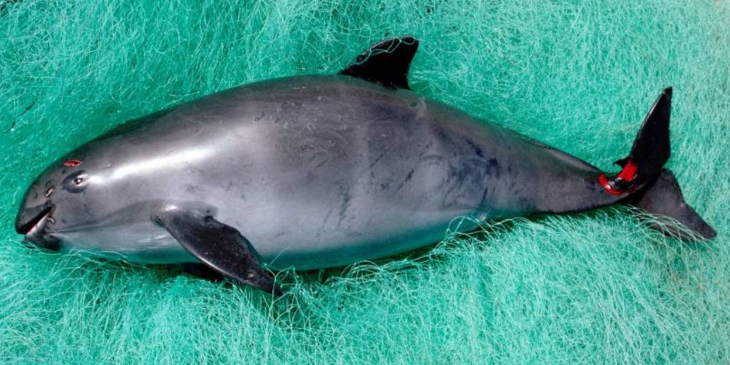 The last of the Vaquita are to be rounded up and placed in captivity