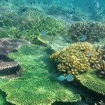 ESTABLISH A MARINE PROTECTED AREA IN THE SOUTH CHINA SEA