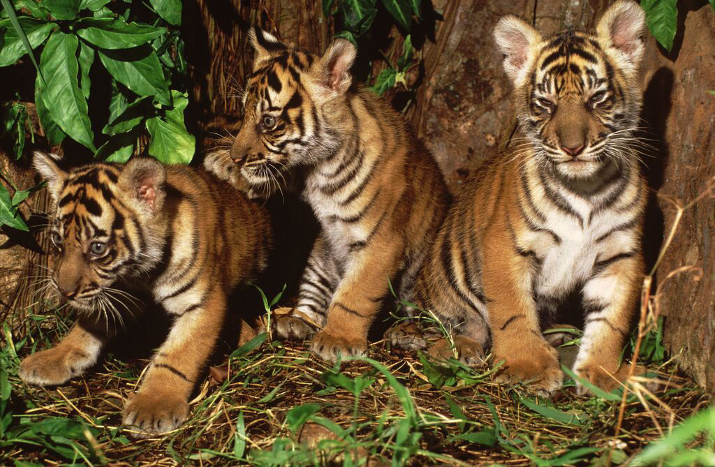 INDONESIA DECLARES NATIONAL PARK IN PALM OIL PRODUCING PROVINCE