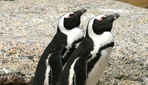China Targets Live Orca and Penguin in Africa