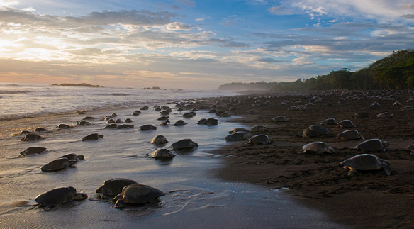 Costa Rica – The Arribada & Harvesting of Turtle Eggs