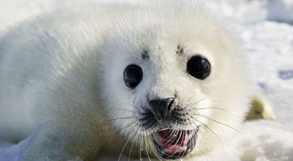 Senator Wants Seal Clubbing Revival
