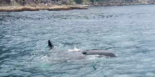 Orca Rescue ends in Sacking