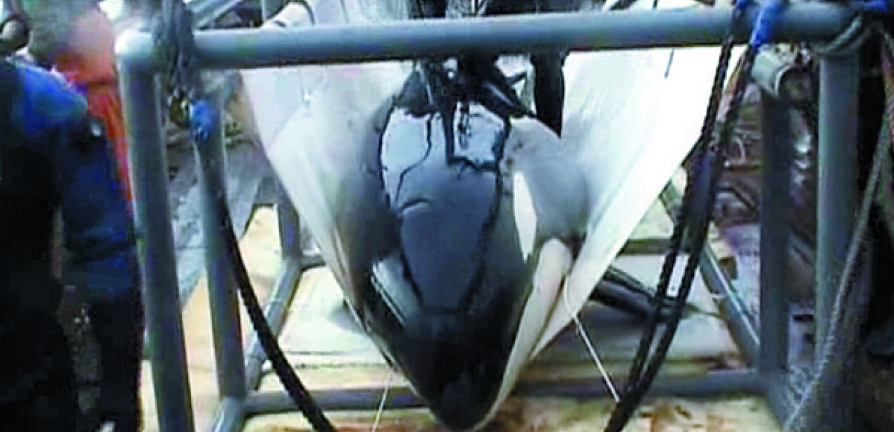 Orca Capture Company Withdraws