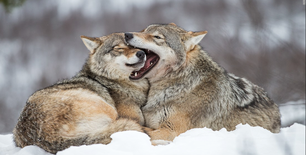 Norway to Kill 2/3 of their Wolves