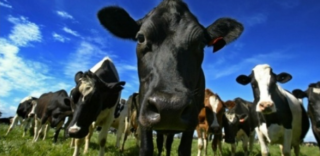 Dairy Industry Rightfully loses Court Battle