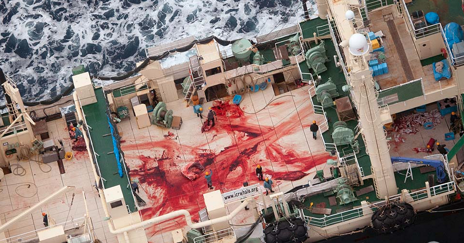 Breaking News – Whale Slaughterhouse Found