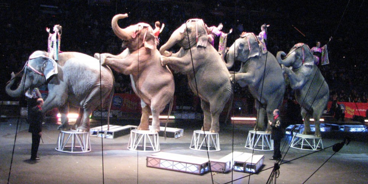 Ringling Bros Circus Closing Forever