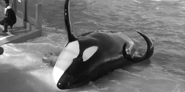 Letter to Orca Show Owner