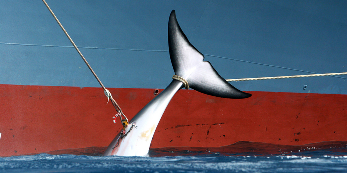 Has Japan completed it’s Whale Quota?