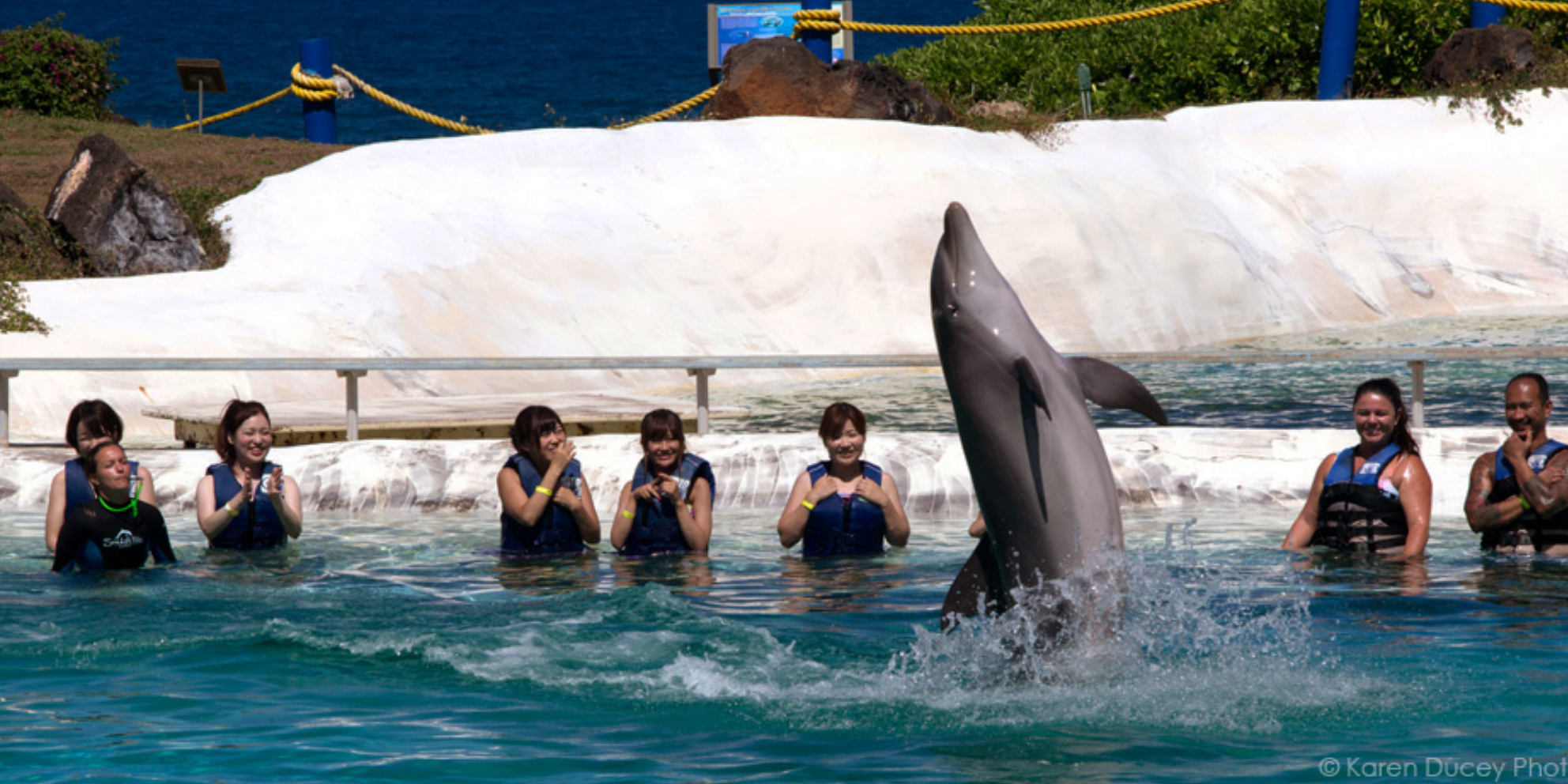 Breaking News – Dolphin shows banned