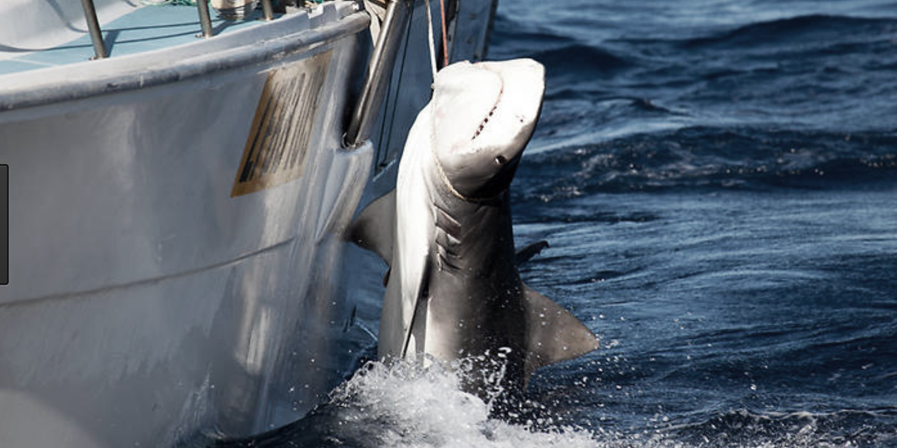 Cape Cod Shark Cull Lunacy - Earthrace Conservation