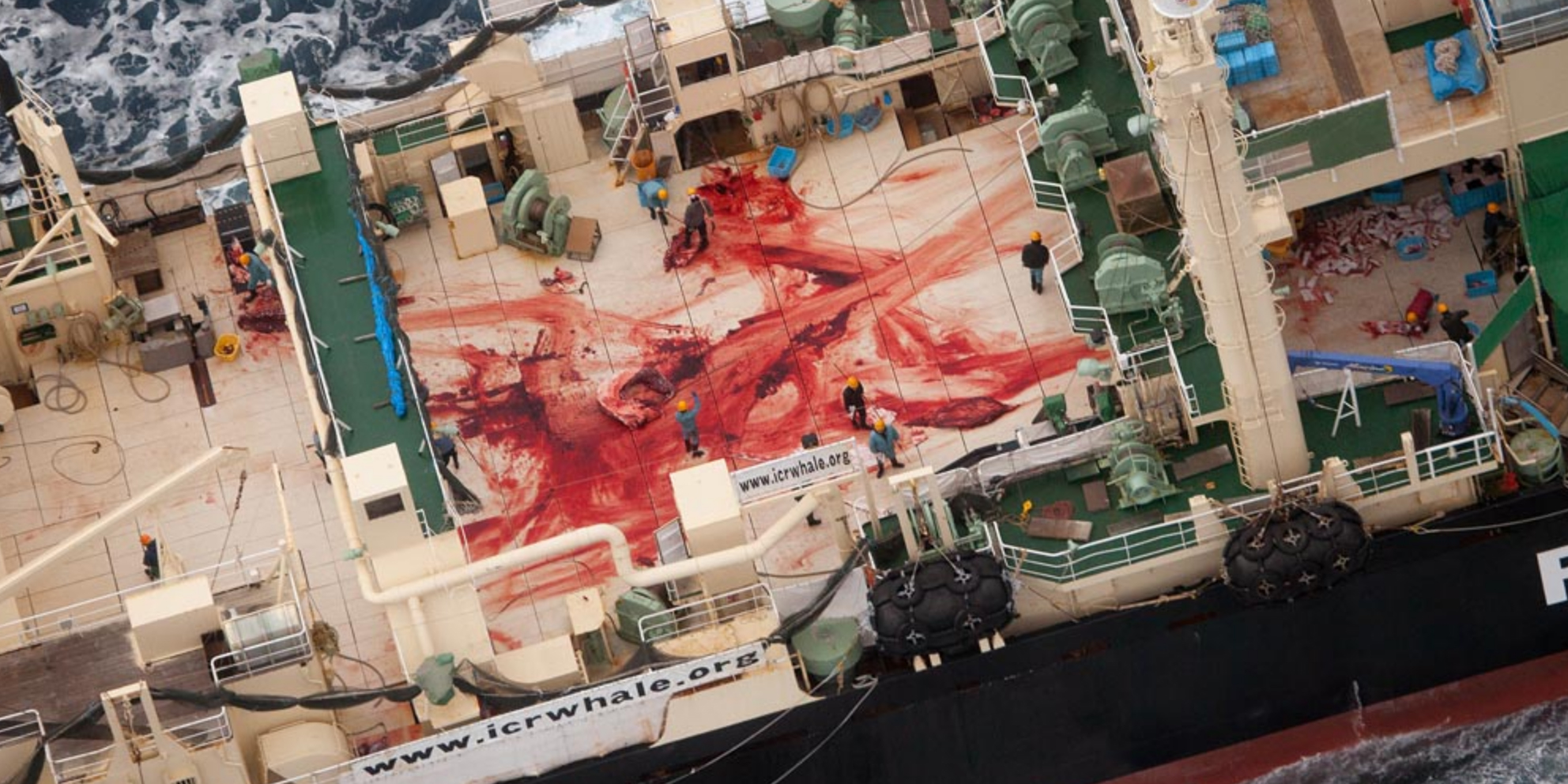 SSCS Abandons Japanese Whaling