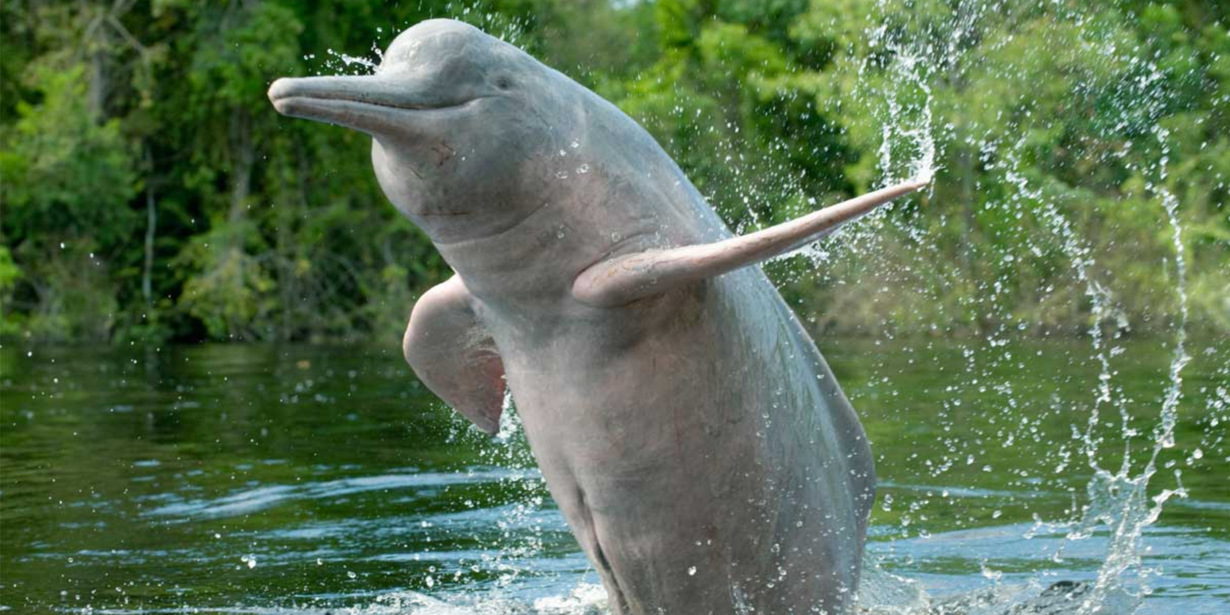 Volunteer on the Amazon Pink Dolphin Campaign