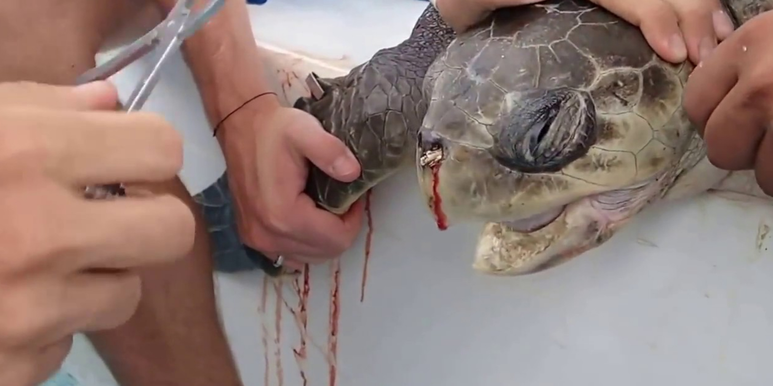 Endangered Turtle Died from Plastic