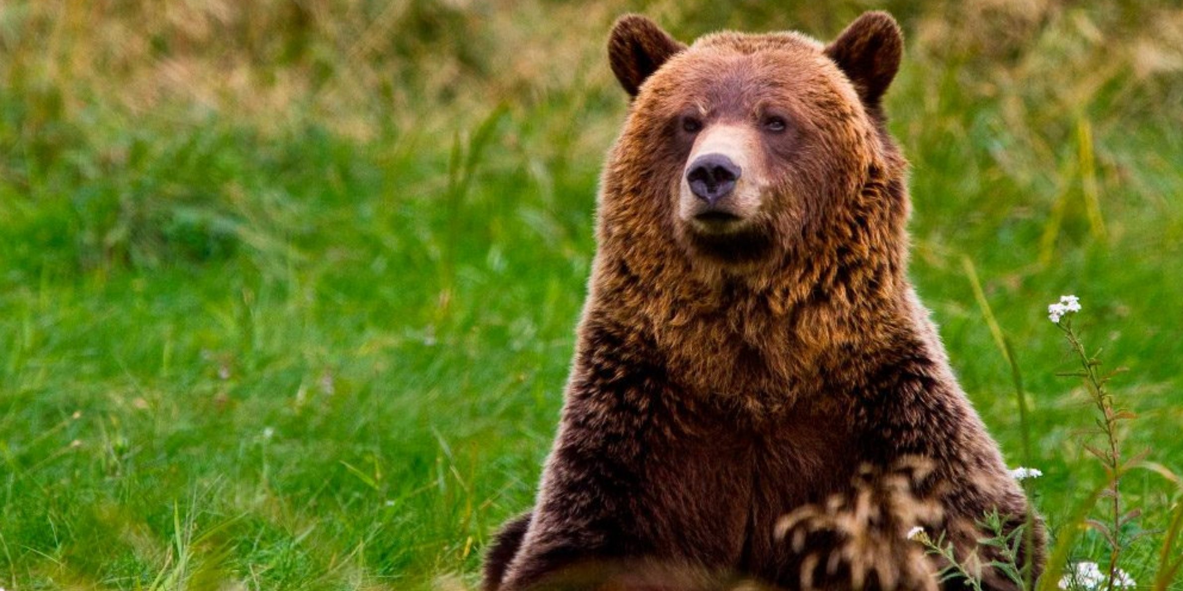 Trump Kills Endangered Species Act