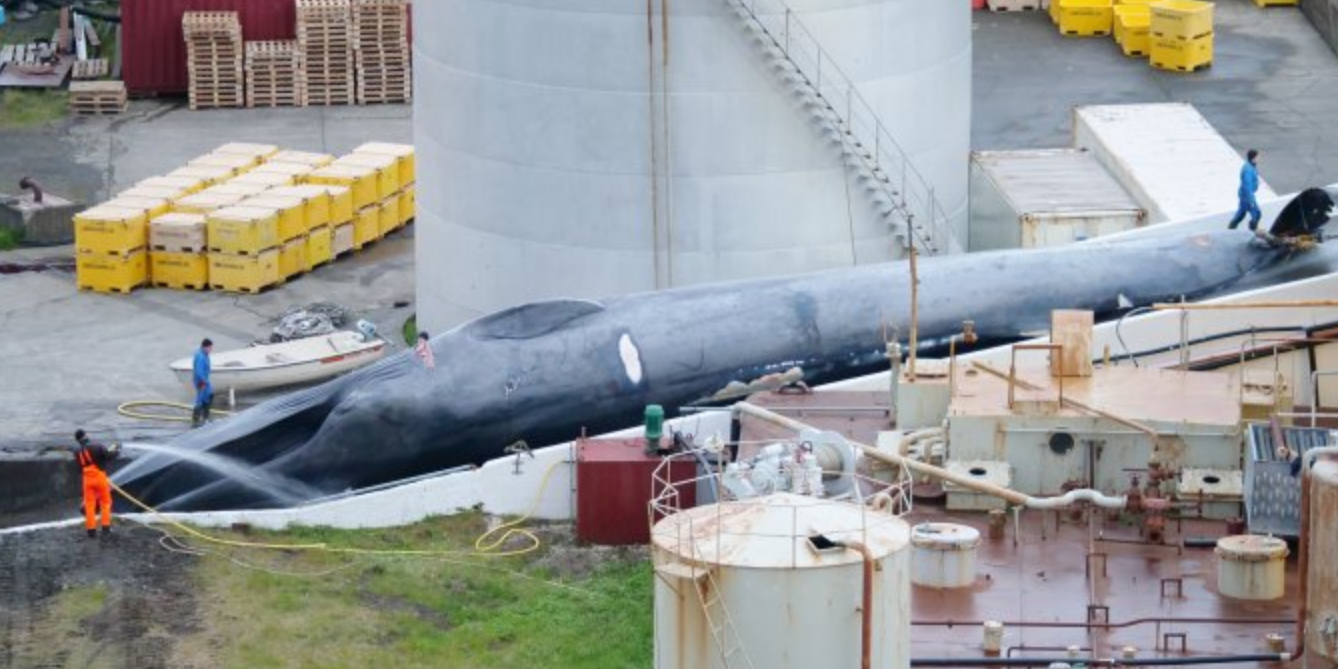 Iceland Kills Protected Whale by Mistake