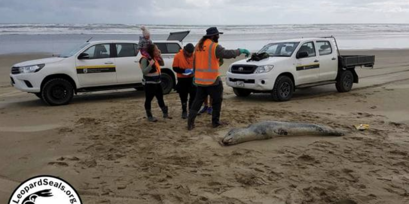 Leopard Seal Killers Caught