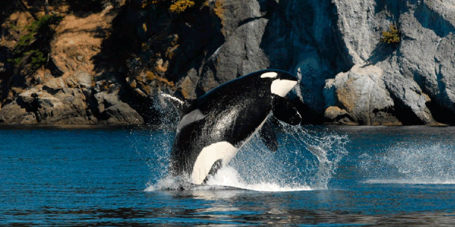 Long Game required to save Orca